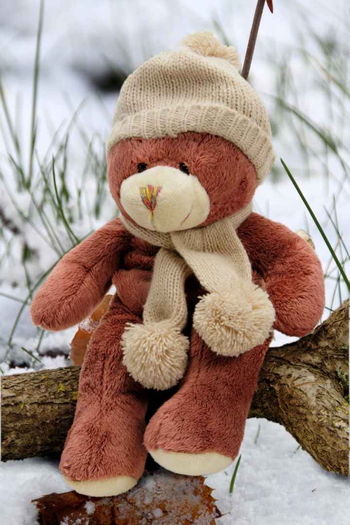 beige and brown bear plush toy on brown branch during day time